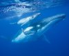 whales 2_1.jpg